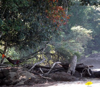 Corcovado sierpe (4)